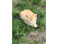 maciatka-small-2