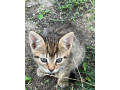 maciatka-small-0