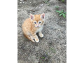 maciatka-small-1