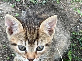maciatka