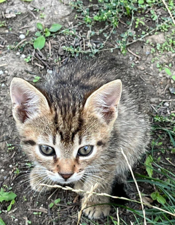 maciatka-big-0