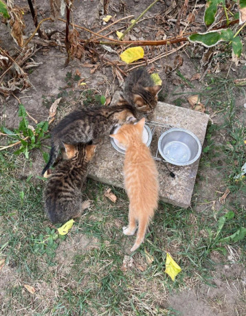 maciatka-big-4