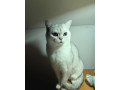 darujem-macicky-s-pp-small-3