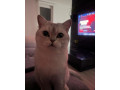 darujem-macicky-s-pp-small-4