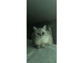 darujem-macicky-s-pp-small-1