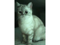 darujem-macicky-s-pp-small-0