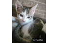 darujeme-maciatka-small-0