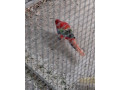 rozela-small-1
