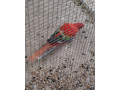 rozela-small-2