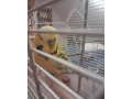 andulky-small-3