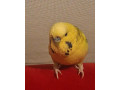 andulky-small-0