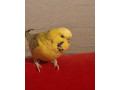 andulky-small-1