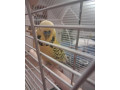 andulky-small-2