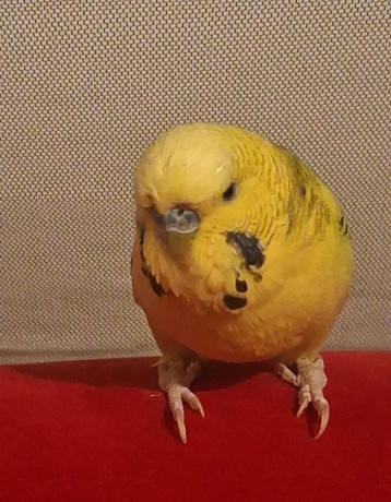 andulky-big-0