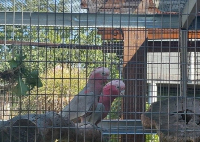 kakadu-ruzovy-big-0
