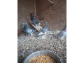 holuby-mix-small-1