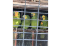 amazonan-modrocely-small-0