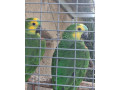 amazonan-modrocely-small-1