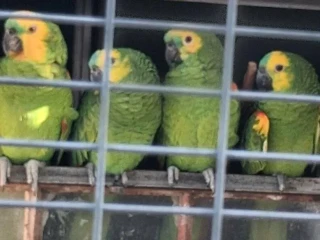 amazonan-modrocely