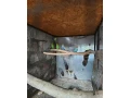 predam-andulky-small-0