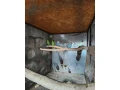 predam-andulky-small-1