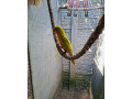 papagaj-kralovsky-zlty-small-0