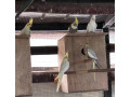 lutino-korela-small-0