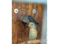predam-papagaje-small-0