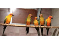 aratinga-slnecna-small-0
