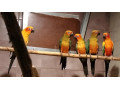 aratinga-slnecna-small-1