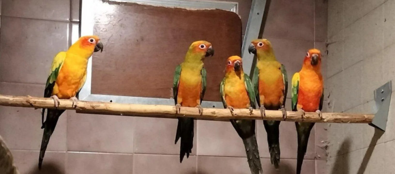 aratinga-slnecna-big-2