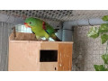 loriovec-lastovici-latam-small-1