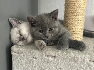 britsky-modry-kocurik