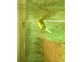 predam-small-3