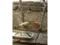predam-small-2