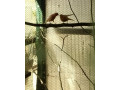 predam-small-1