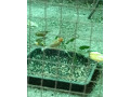 predam-small-0