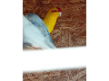 predam-kakariky-small-0