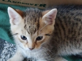 darujem-8-tyzdnove-kocuriky