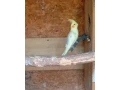 predam-korely-small-0