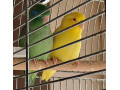 kupim-forpus-coelestis-papagajik-sedokridly-small-0