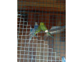 predam-andulky-small-0