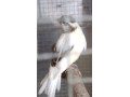kanarik-small-1