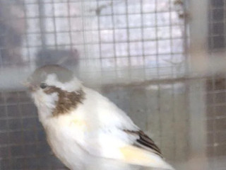 kanarik