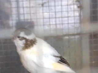 kanarik