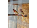 predam-rozely-small-1