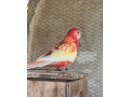 predam-rozely-small-0