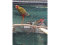 predam-rozely-small-3