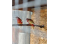 predam-rozely-small-2