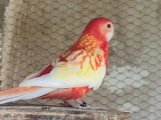 predam-rozely